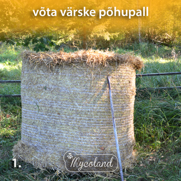 Austerserviku mütseel - Image 5