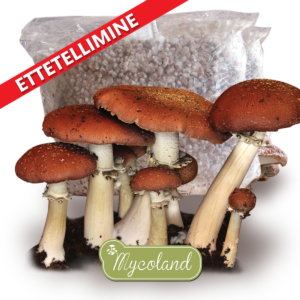 Hiidvärviku mütseel