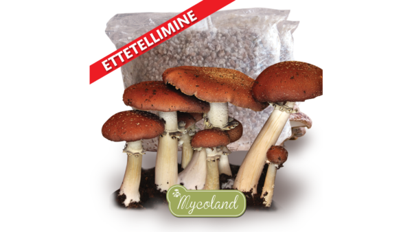 Hiidvärviku mütseel