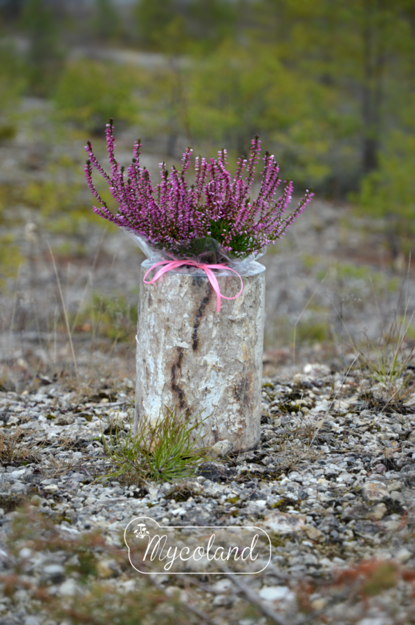 austerserviku seenepakk koos kanarbikuga