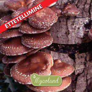 Shiitake tüüblid+vaha