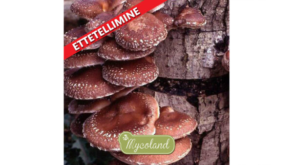 Shiitake tüüblid+vaha