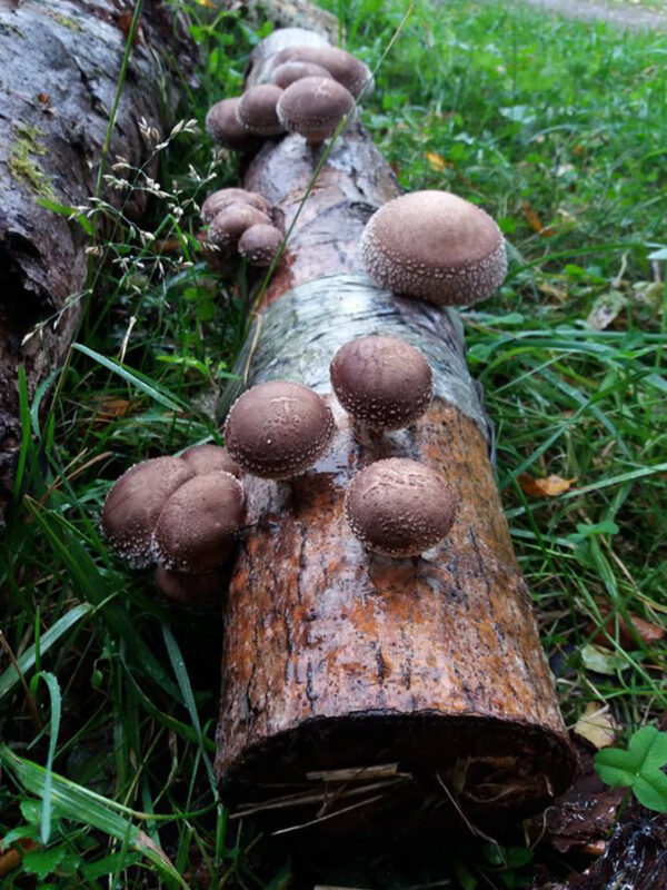 Shiitake tüüblid+vaha - Image 3