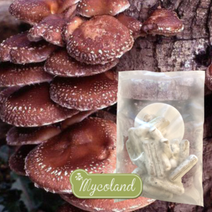 Shiitake tüüblid+vaha