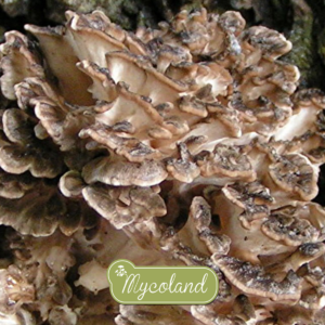 LEHT-KOBARTORIK e. MAITAKE