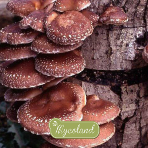 SHIITAKE