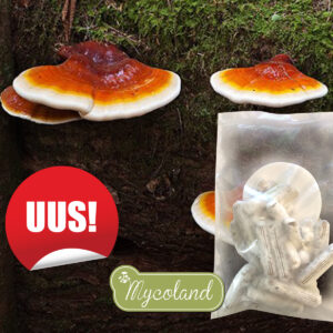 Reishi tüüblid+vaha