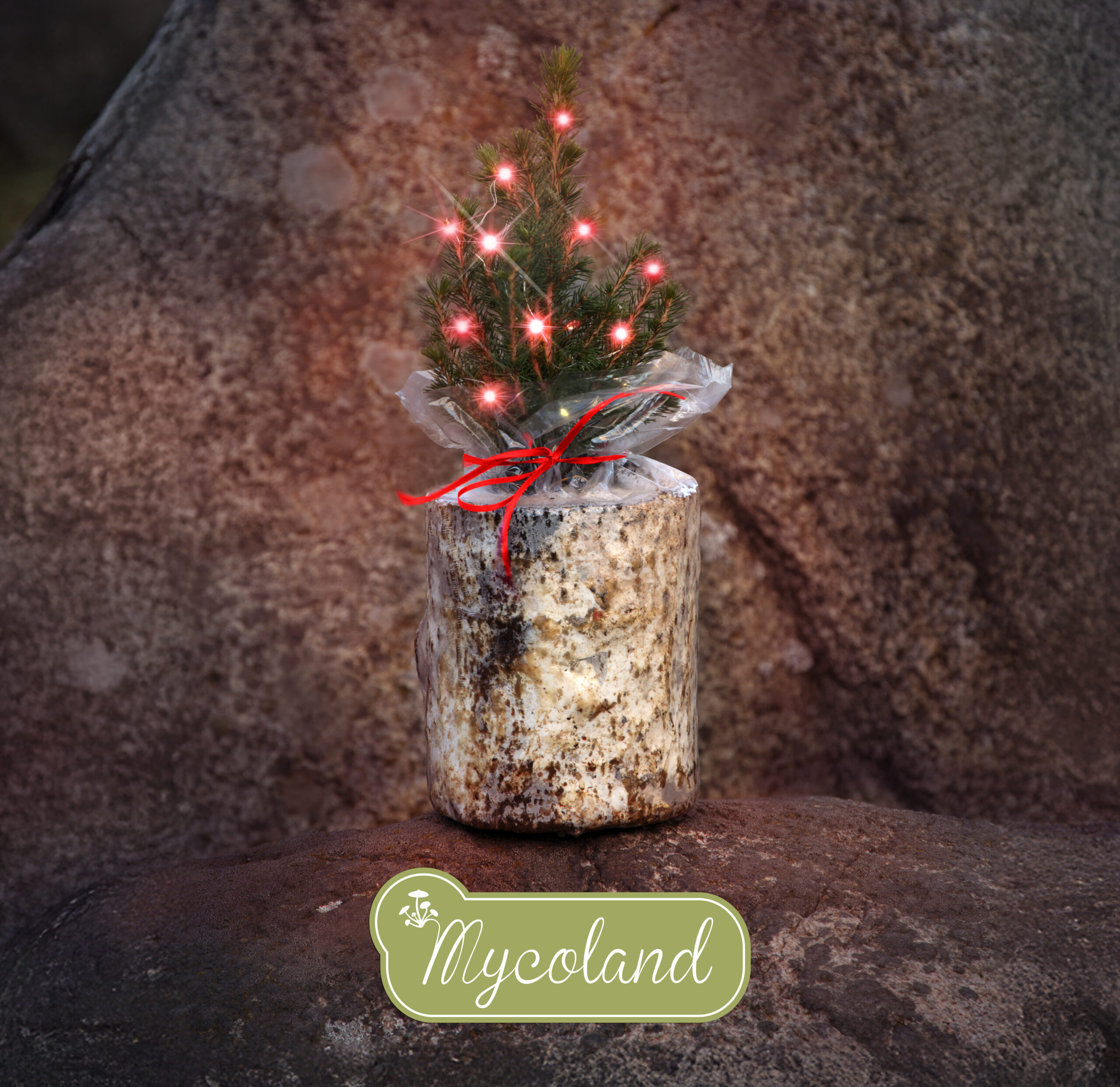 Austerserviku seenepakk kanada kuusega - Image 10