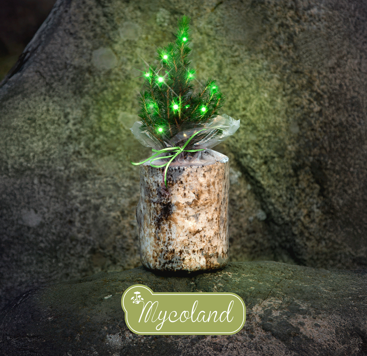 Austerserviku seenepakk kanada kuusega - Image 8