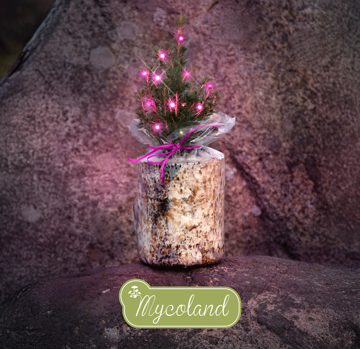 Austerserviku seenepakk kanada kuusega - Image 9