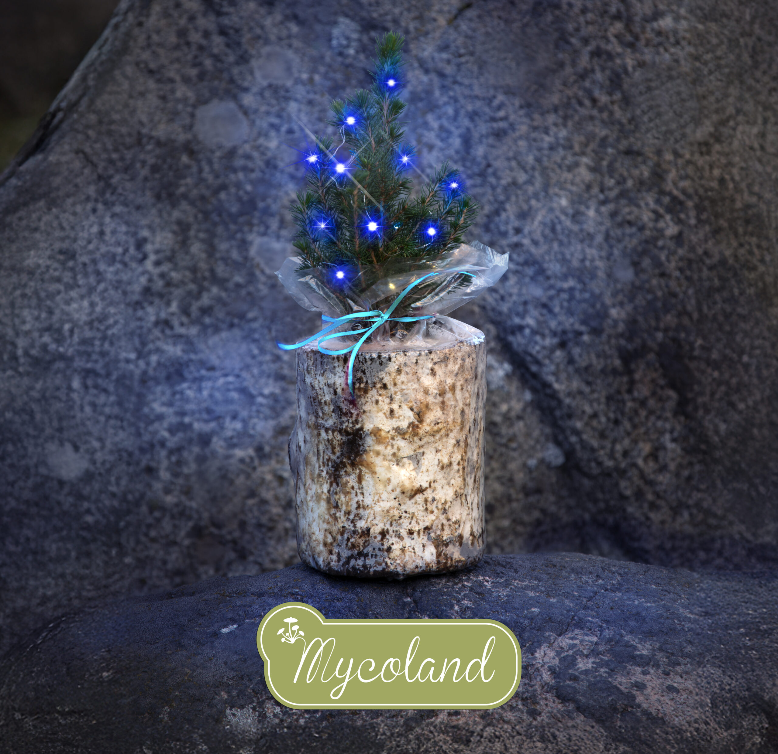 Austerserviku seenepakk kanada kuusega - Image 12