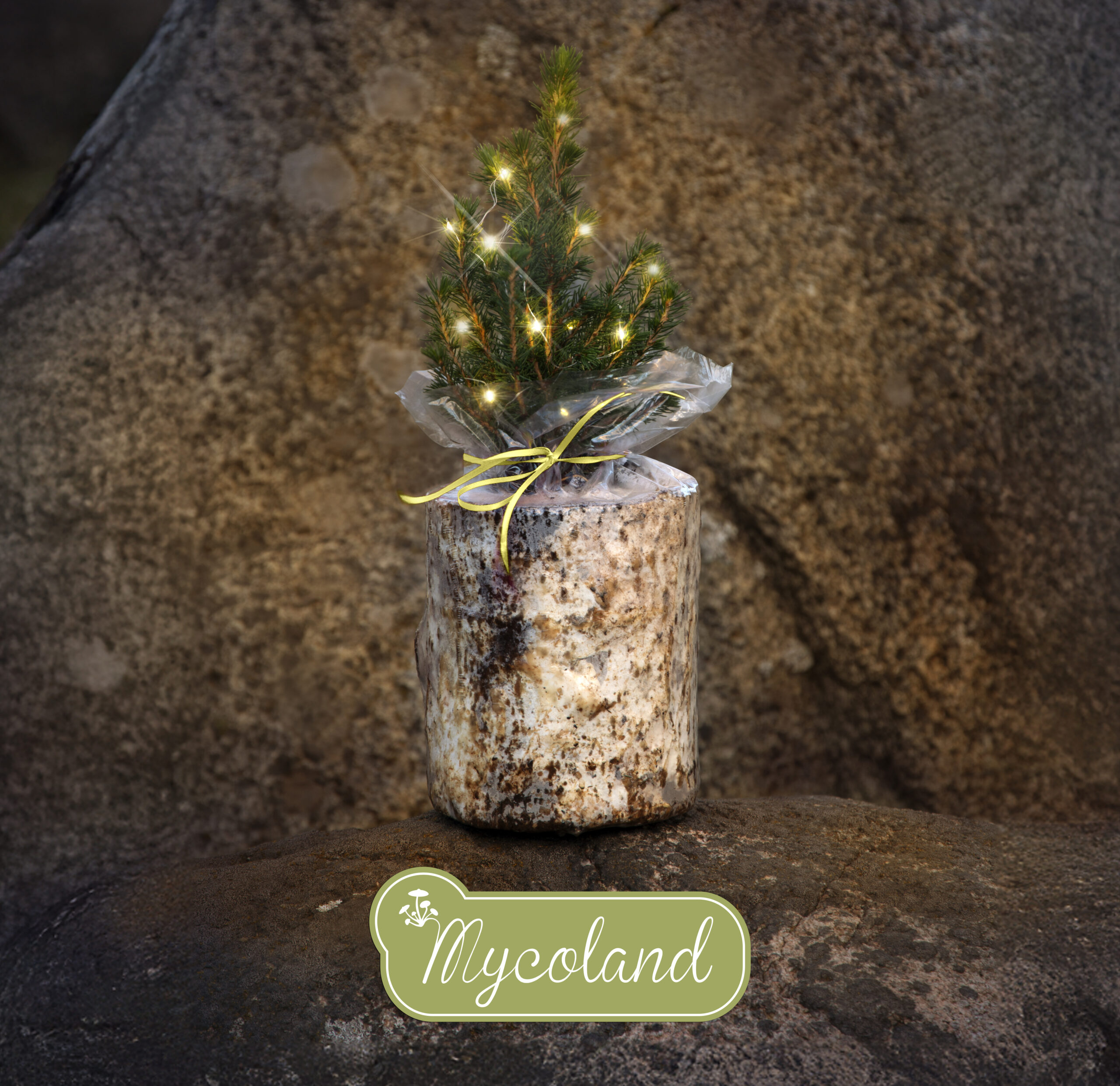 Austerserviku seenepakk kanada kuusega - Image 11