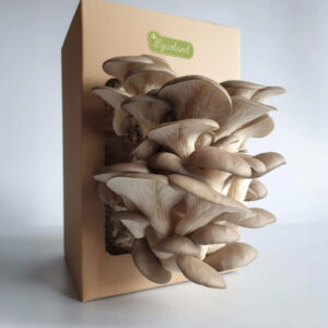 Austerserviku kasvatuskomplekt