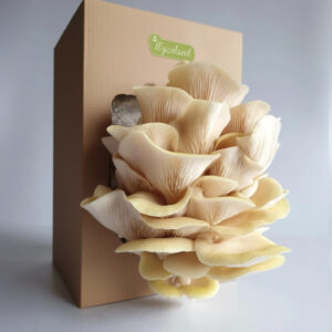 Kuldserviku kasvatuskomplekt