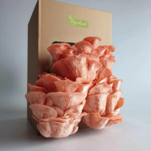 Roosa serviku kasvatuskomplekt