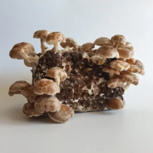 Shiitake kasvatuskomplekt